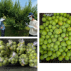 「梅の収穫を行いました！」記事内の画像