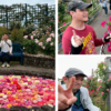 「🌹水俣ローズフェスタ&#x[･･･]」記事内の画像