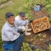 「ジャガイモ収穫🥔'[･･･]」記事内の画像