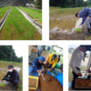 「田植えを行いました🌾」記事内の画像