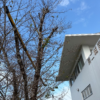 「秋に見つけた、小さな春」記事内の画像