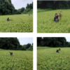 「実りの秋、その前にもうひと頑張り[･･･]」記事内の画像